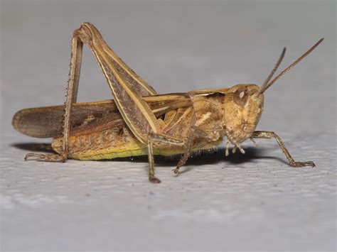 Common Field Grasshopper Encyclopedia Of Life