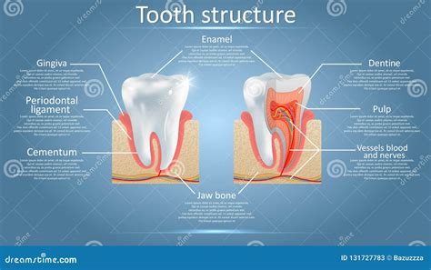 Vector Dental Anatomy And Tooth Structure Diagram Stock Vector
