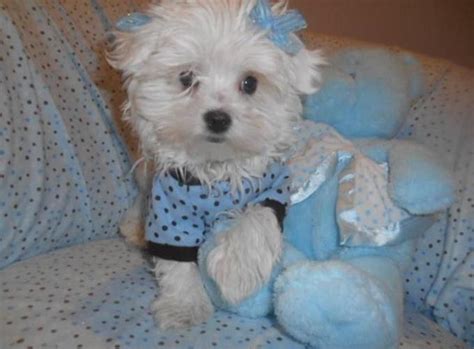 Adorable Small Maltese Puppies For Sale In Atlanta Georgia Classified