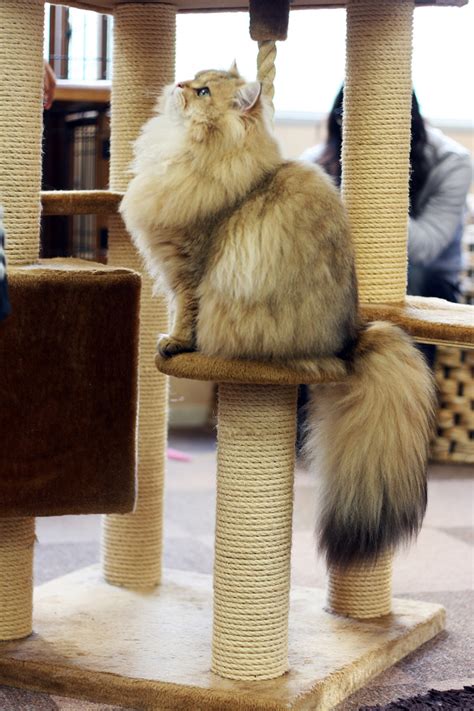 10 Super Fluffy Cat Tails Catster