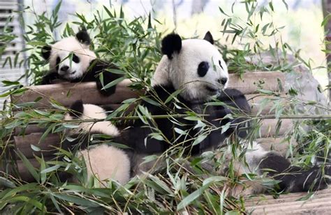 In Other News Hong Kongs Pandas Use Lockdown Privacy To Finally Mate