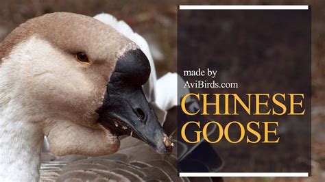 Chinese Goose Youtube