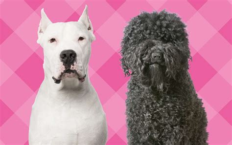 American Kennel Club Just Announced Two New Dog Breeds Better Homes