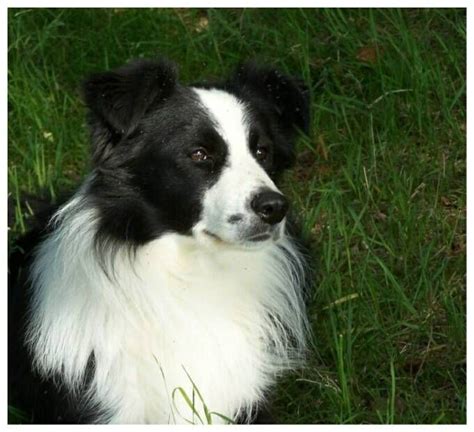 The Border Collie Is A Herding Dog Breed Developed In The Anglo