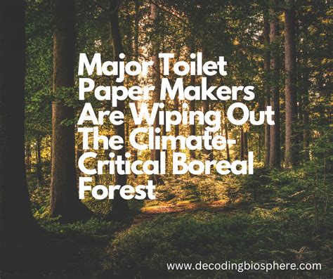 Major Toilet Paper Makers Are Wiping Out The Climate Critical Boreal