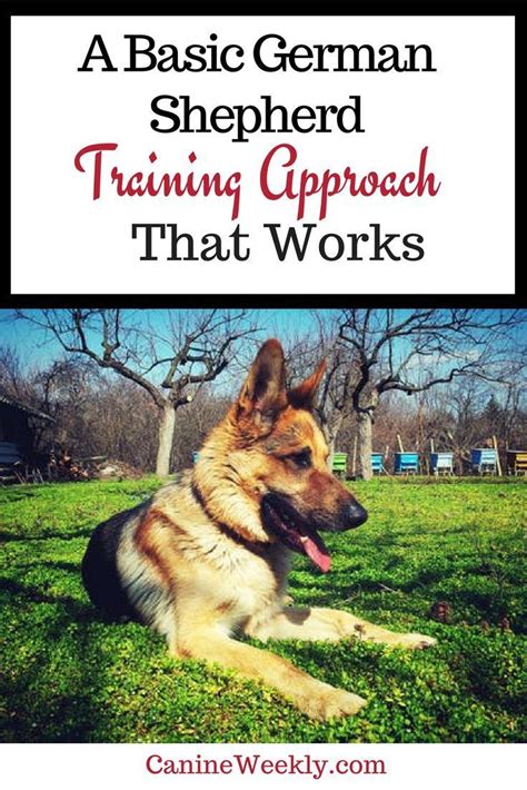 7 German Shepherd Training Tips Effective Strategies German Shepherd
