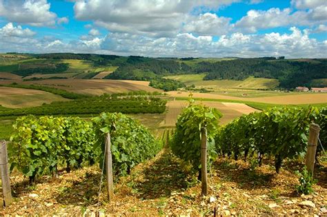 During the 6 hours of private classes you and your tutor will decide the content of the. Top 8 Wine Producing Regions of France