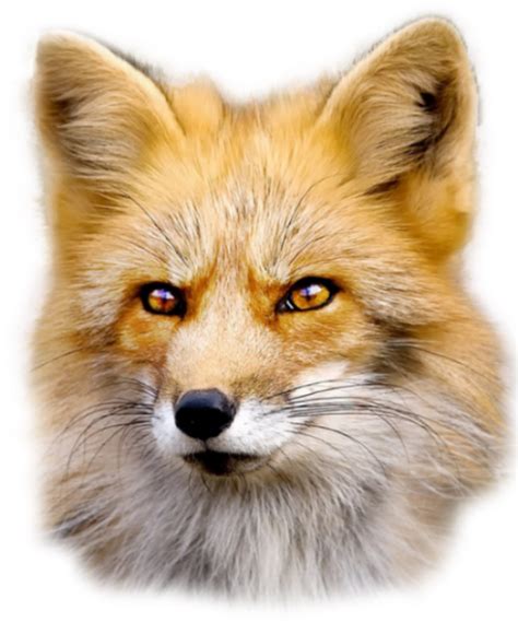Fox PNG images, free download pictures png image