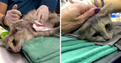 Video Watch The Video Below To See How Badly This Cat Injured His Leg