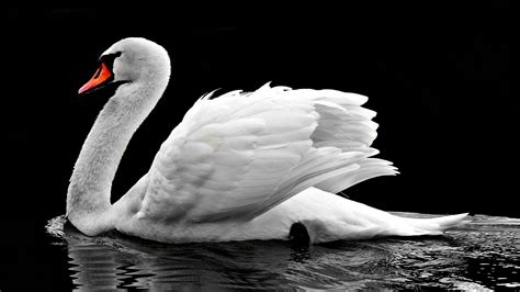 Desktop Wallpaper Swan White Water Bird Swim Hd Image Picture
