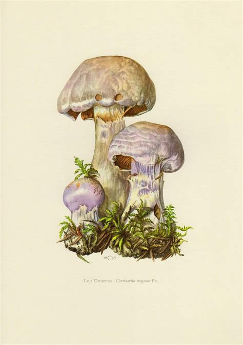 Gassy Webcap Mushroom Vintage Lithograph From Etsy Stuffed