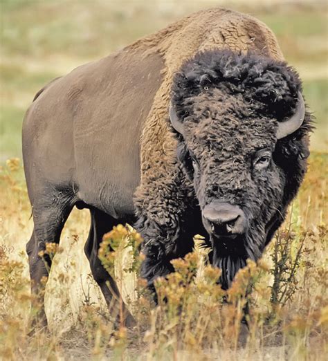 Bisonte é o nome dos mammiferos artiodáctilos da familia dos bóvidos pertencentes ao xénero bison. Bisonte americano | Mi AmbienteMi Ambiente