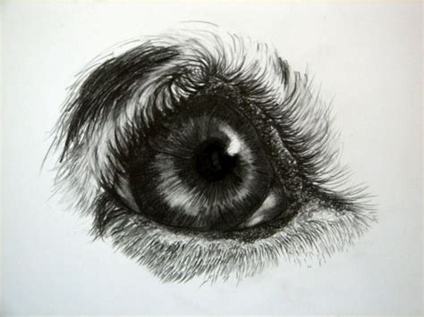 We did not find results for: Sketches - dog eye
