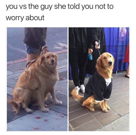 Dog Memes 30 Pics Funnyfoto