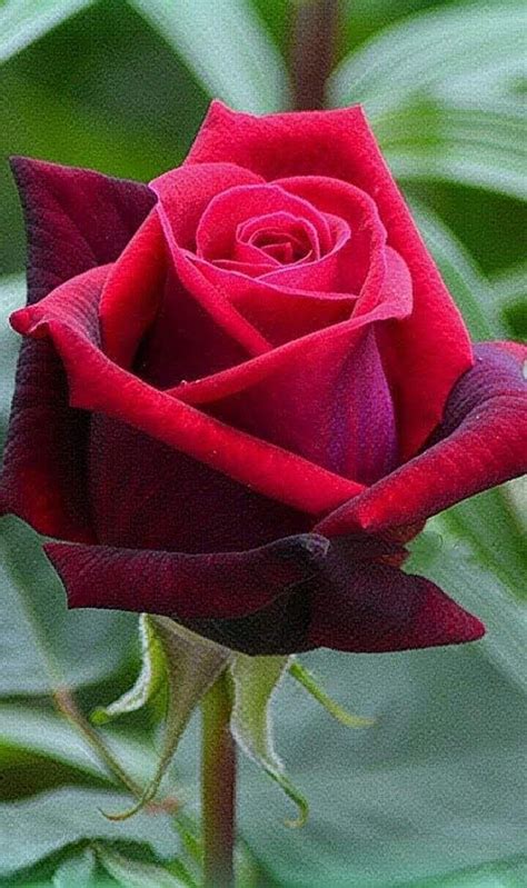 Rosa Roja Flores Hermosas Rosas Rosas Bonitas Flores Bonitas