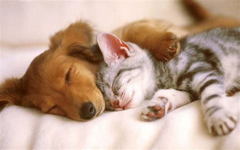 10 Latest Cute Puppy And Kitten Pics Full Hd 1080p For Pc Desktop 2024