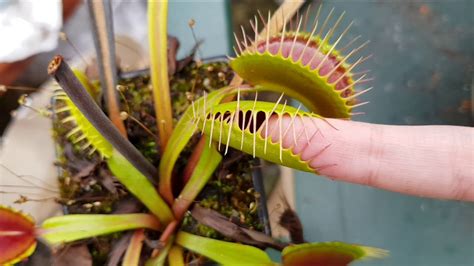 Venus Flytrap Eats Pinky Finger Youtube