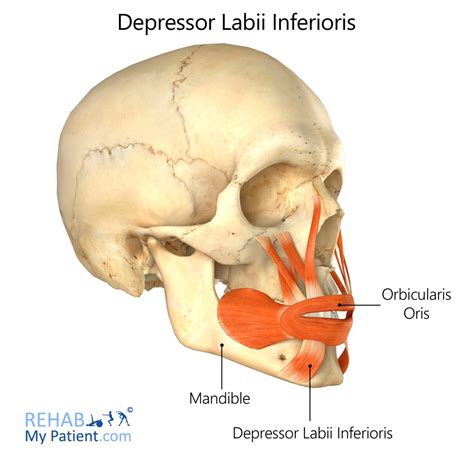 Depressor Labii Inferioris Rehab My Patient