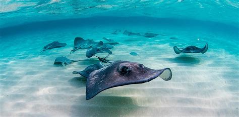 stingray city grand cayman all you need to know before you go