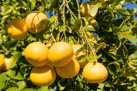 Grapefruit Tree Stock Photo Image Of Branches Flora 22602046