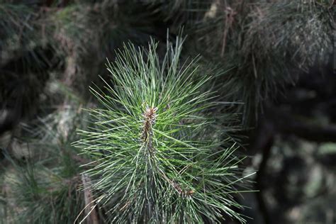 Pinus Tabuliformis Chinese Pine Chinese Red Pine Pine New York