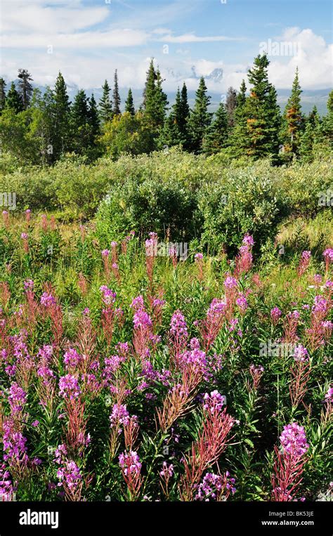 Fireweed Kluane National Park And Reserve Yukon Territory Canada