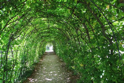 Green Tunnel In The Garden Stock Image Image Of Tunnel 62980375