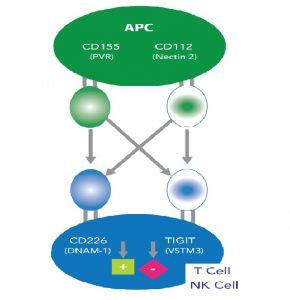 Cancer Immunotherapy Investigate The TIGIT CD Pathway Tebu Bio S