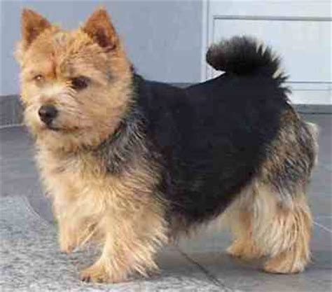 Norwitch terrier - siteduchien.com