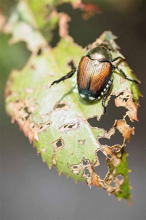 How To Get Rid Of Japanese Beetles Gardeners Path Japanese Beetles