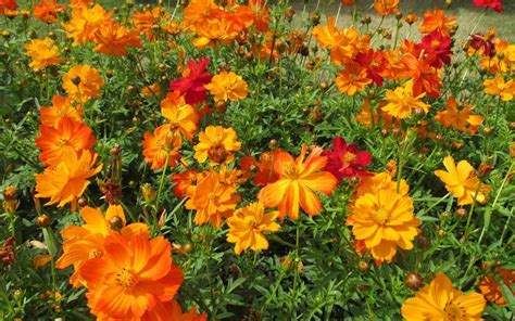 Bright Lights Mix Sulfur Cosmos Seeds Red Orange Yellow Etsy