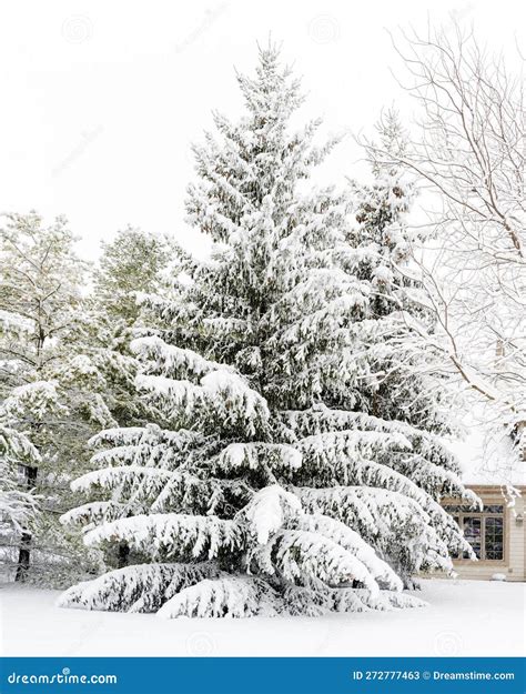 Snow Covered Evergreen Tree Stock Image Image Of Freezing Blizzard