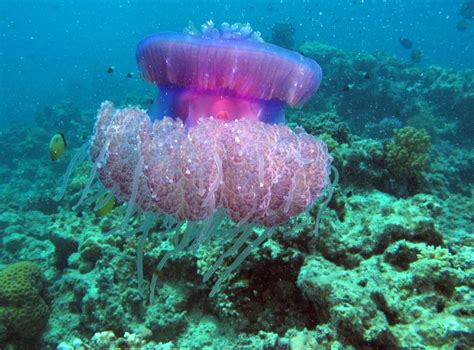 Cauliflour Jellyfish Cephea Cephea Drifting Over The Reef