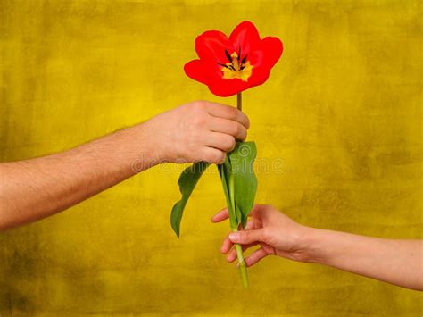 Man Giving Flowers To Woman Stock Image Image Of Giving Love 57301951