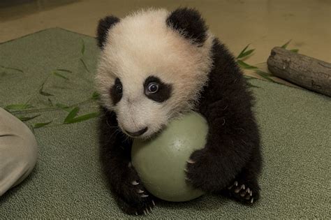 Cute Panda Cub Plays Ball Live Science