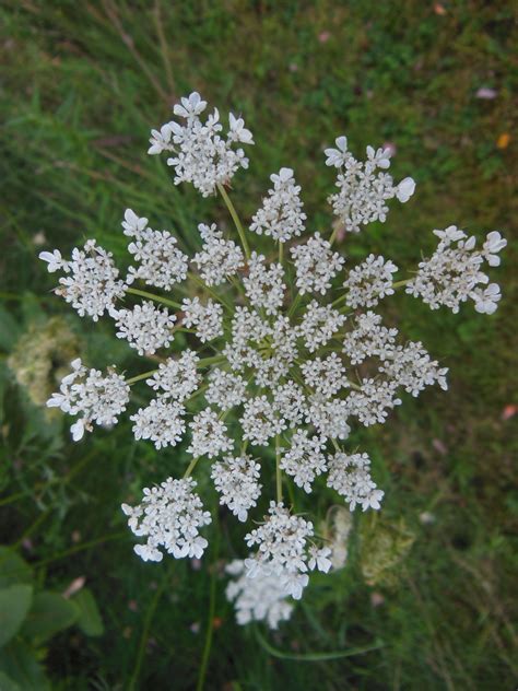 Queen Anne S Lace Flower Delivery Flowers Queen Annes Lace
