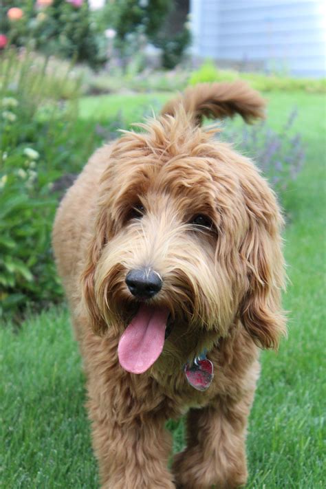️labradoodle Hairstyles Free Download