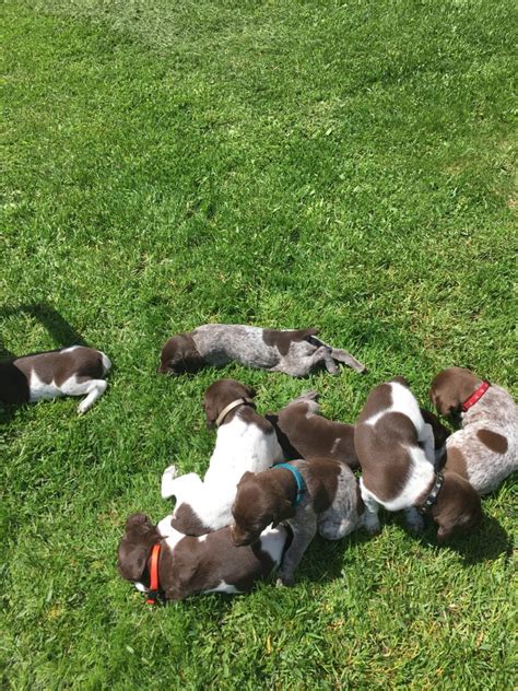 Look at pictures of german shorthaired pointer puppies who german shorthaired pointers were bred for their strong prey drive, an instinct that isn't always best paired with cats. German Shorthaired Pointer For Sale in Michigan (25)