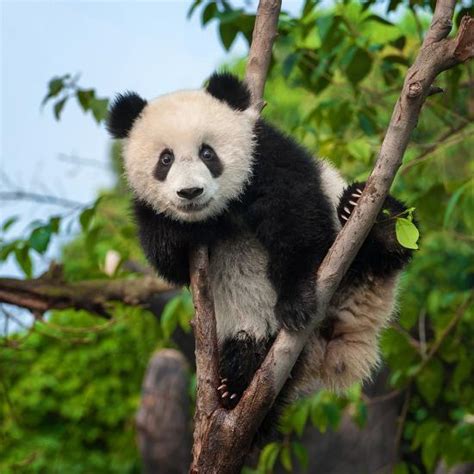 Cute Panda Bear Climbing Tree In Forest Photographic Print By Hung