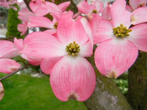 Doug caldwell is the university of florida|ifas, extension landscape horticulture educator in collier county. Dogwood Trees in Bloom in Delaware County PA