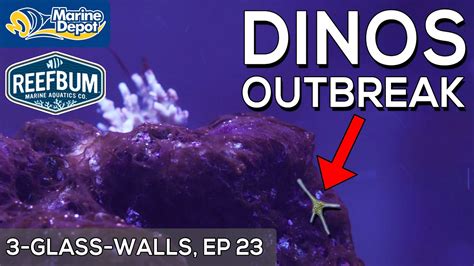 Dinoflagellate Outbreak In My Reef Tank 3 Glass Walls Part 23 With