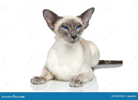 Oriental Blue Point Siamese Cat Stock Images Image 20331534