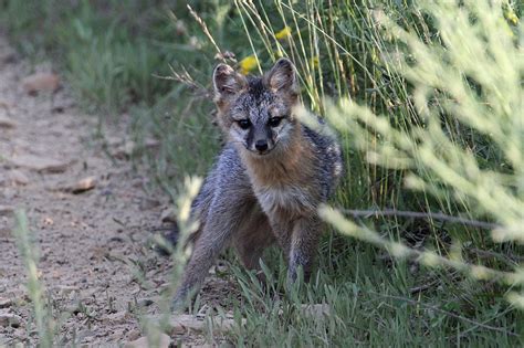 Maryland Biodiversity Project Gray Fox Urocyon