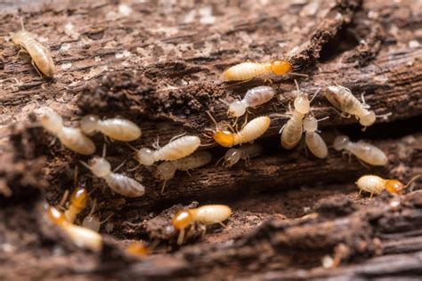 What Do Termites Look Like How To Identify Them Terminix