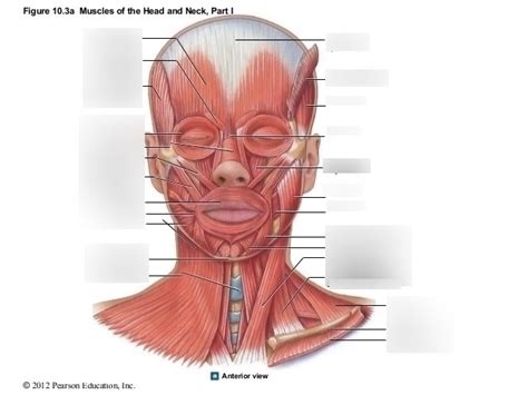 Muscular System Anterior View Of Head And Neck Muscles Diagram Quizlet