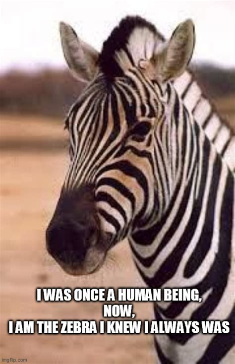 Condescending Zebra Imgflip