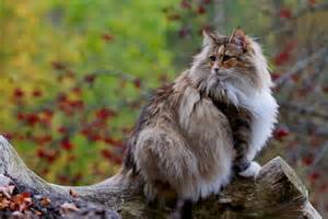 Longest And Shortest Living Cat Breeds Page 8 247