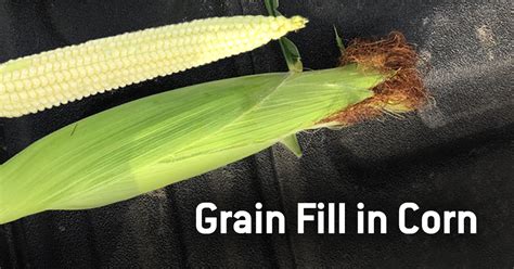 Corn Growth Stages Reproductive Stages Grain Fill Canterra Seeds Free