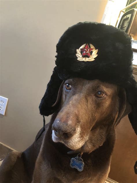Soviet Doggo Rsovietwomble