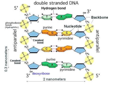 1000x1329 drawings caren sommer lazar. Dna Structure Clipart labeled part 25 - 800 X 600 ...